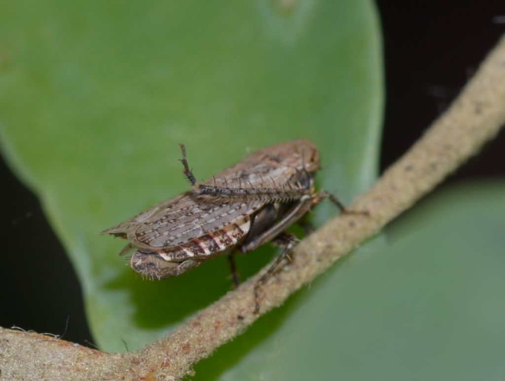 Cicadellidae: Selenocephalus cfr. obsoletus  da confermare